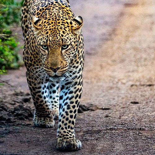 Game Drive