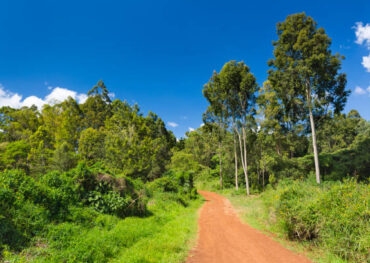 karura forest