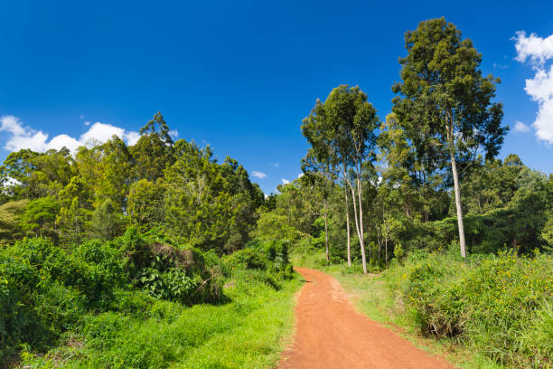 karura forest