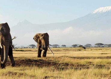 Amboseli + Tsavo East + Tsavo West