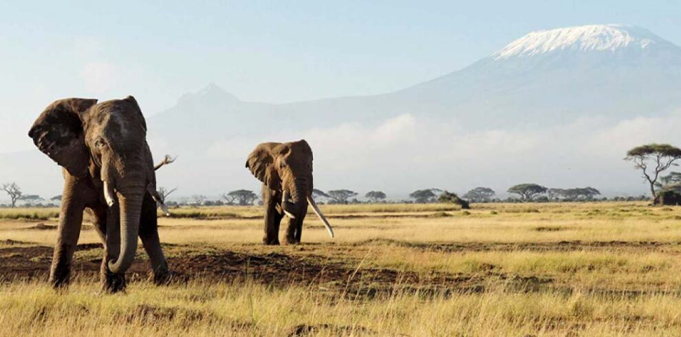 Amboseli + Tsavo East + Tsavo West