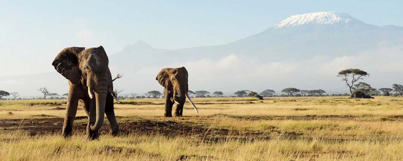 Amboseli + Tsavo East + Tsavo West