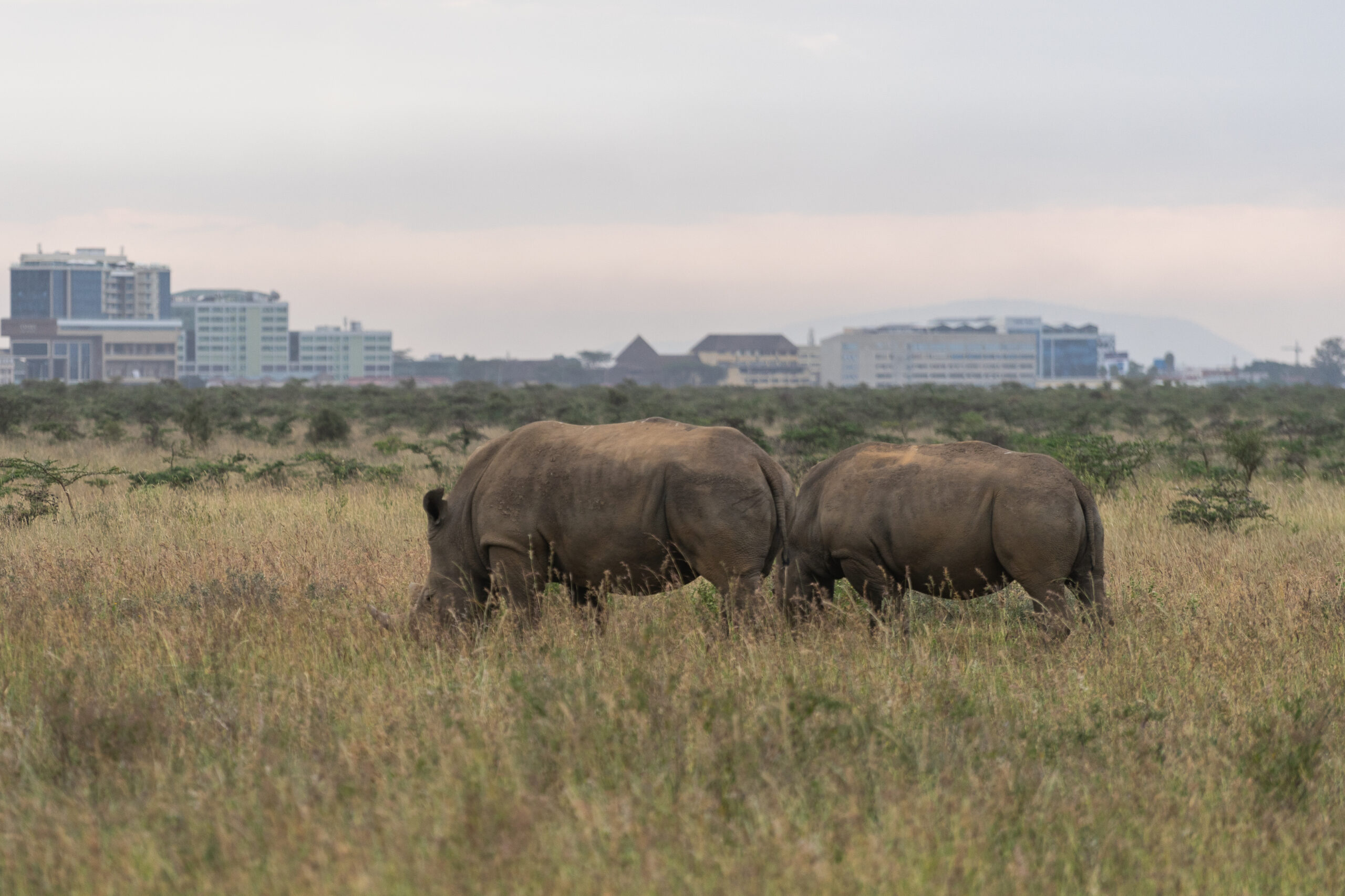Nairobi_National_Park,_Kenya