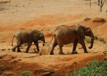 Tsavo-East-Safari