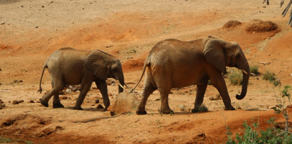 Tsavo-East-Safari