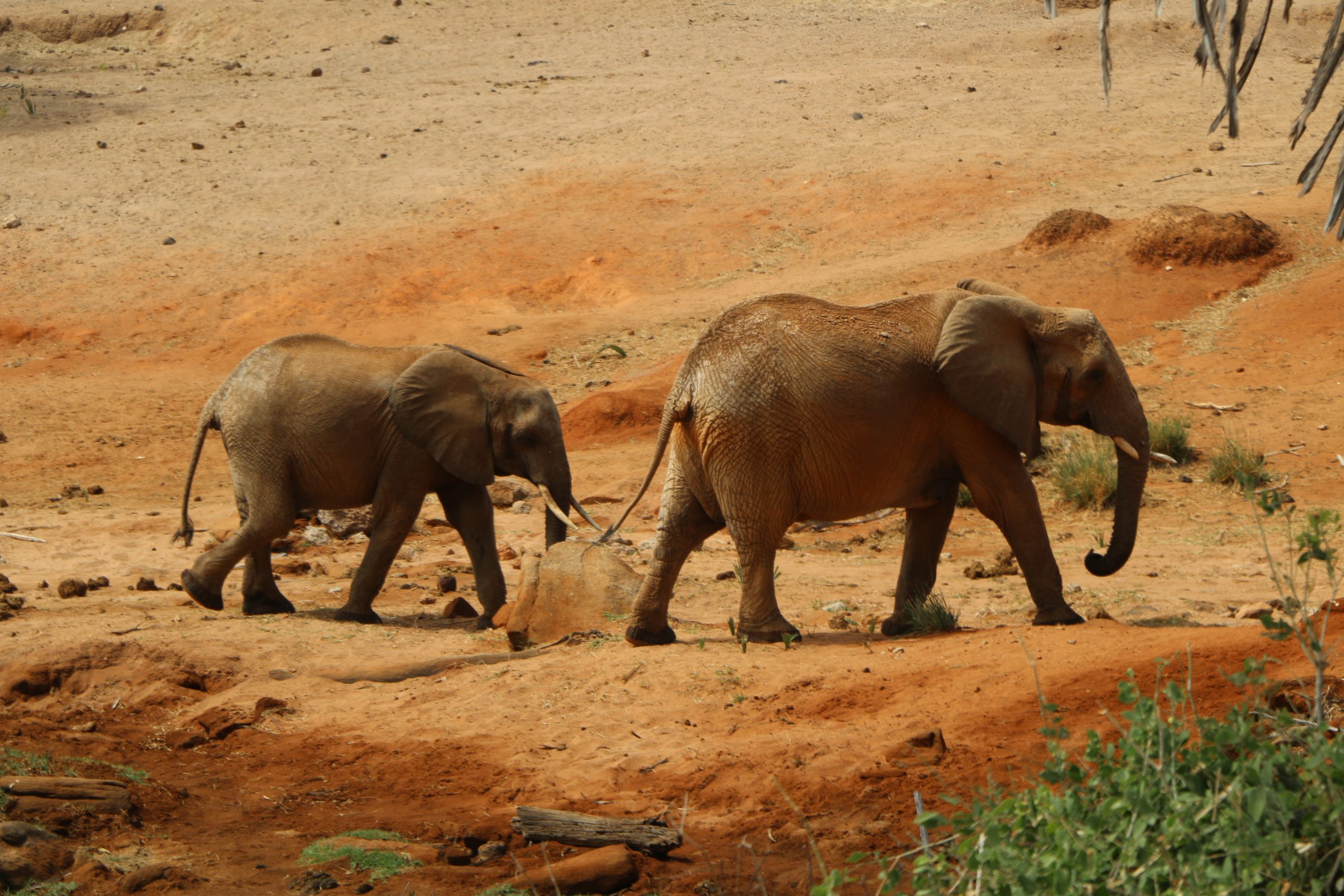 Tsavo-East-Safari