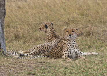 Afriaca, Kenya, Cheetahs lying in Maasai Mara National Park