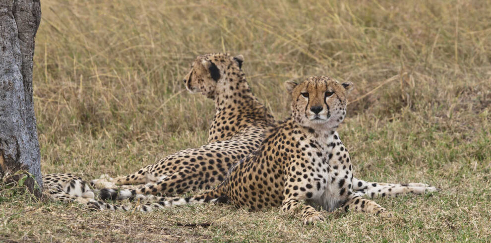 Afriaca, Kenya, Cheetahs lying in Maasai Mara National Park