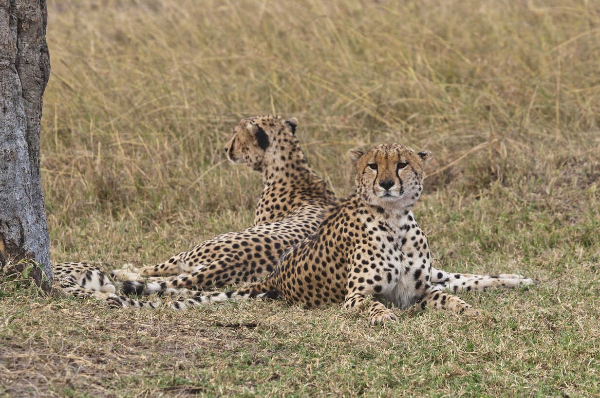 Afriaca, Kenya, Cheetahs lying in Maasai Mara National Park
