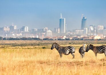 zebra nairobi national park