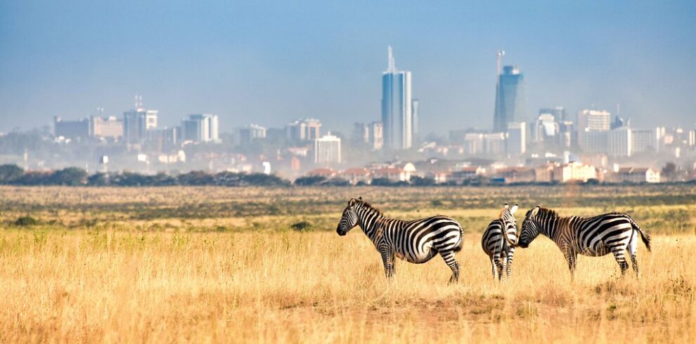 zebra nairobi national park