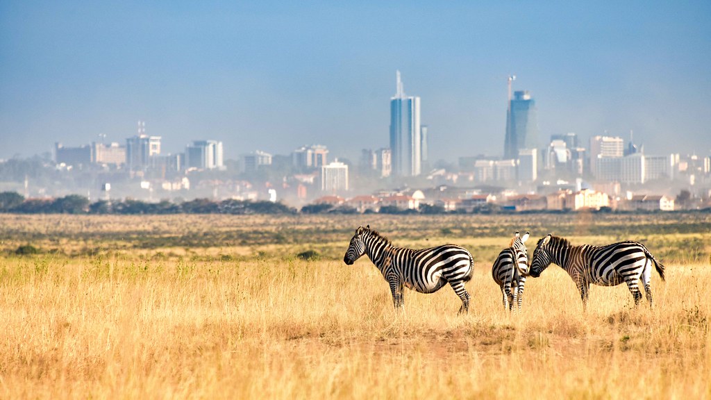 zebra nairobi national park